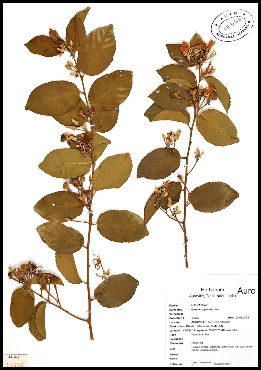 Dry herbarium images